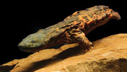 North American giant salamander