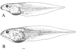 Figure 2. The morphology of early tadpole stagesof Polypedates cruciger: A, control; B, “open.” Scale bar 1 mm.